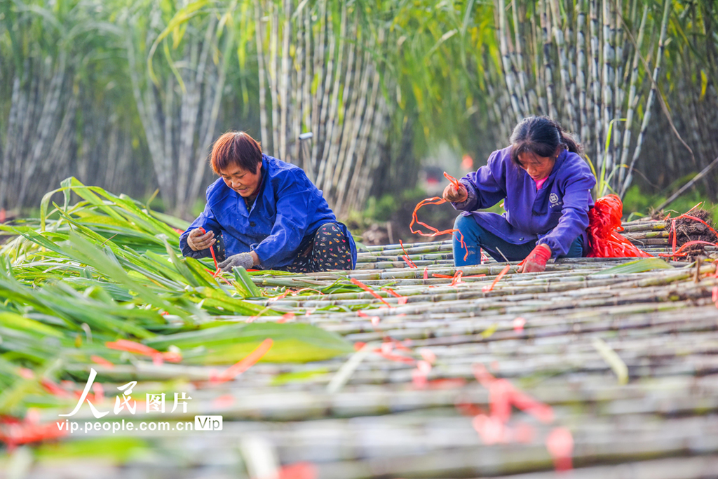 �������꣺��Ƥ����ϲ����ա�12��