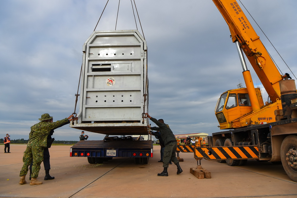 11月30日，装有大象“卡万”的集装箱抵达柬埔寨暹粒国际机场后被装上卡车。新华社/法新