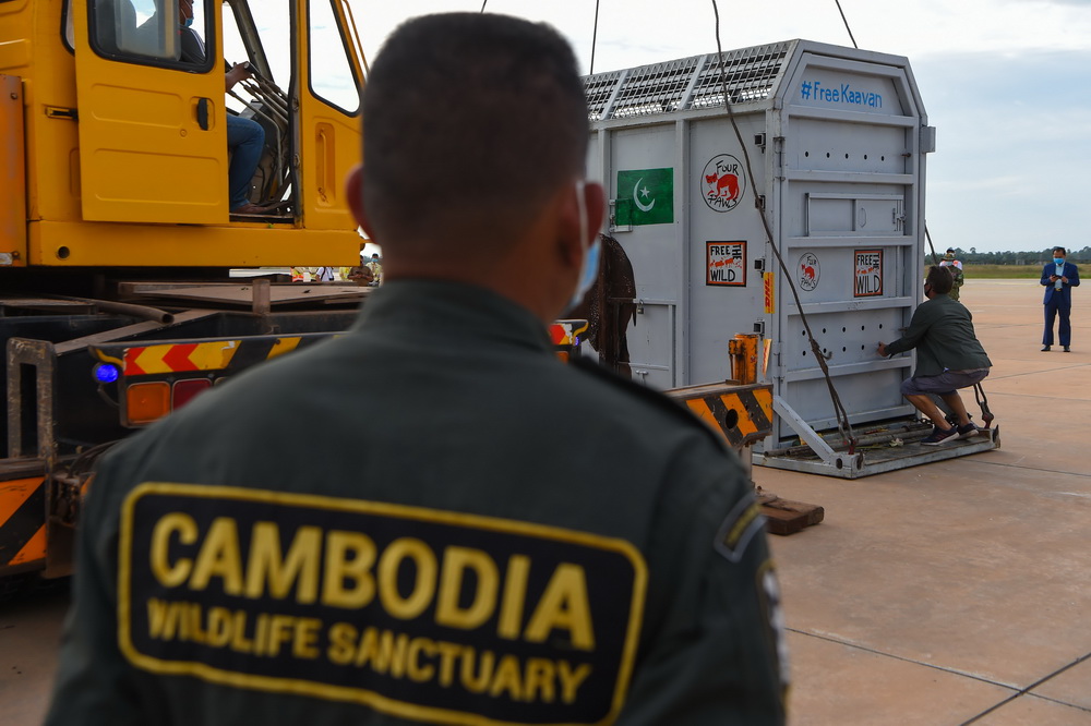 11月30日，在柬埔寨暹粒国际机场，工作人员准备将装有大象“卡万”的集装箱装上卡车。新华社/法新