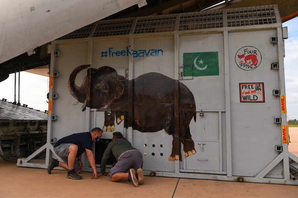11月30日，在柬埔寨暹粒国际机场，工作人员检查装有大象“卡万”的集装箱。新华社/法新