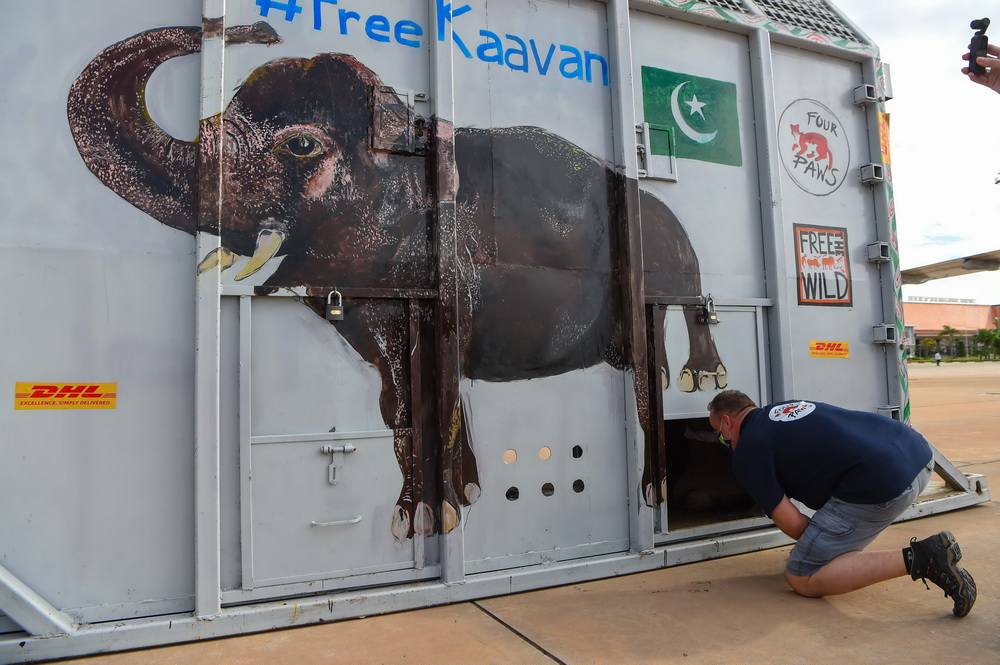 11月30日，在柬埔寨暹粒国际机场，工作人员检查装有大象“卡万”的集装箱。新华社/法新