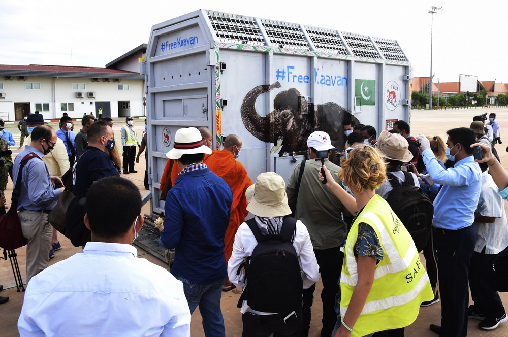 11月30日，装有大象“卡万”的集装箱抵达柬埔寨暹粒国际机场。新华社/美联