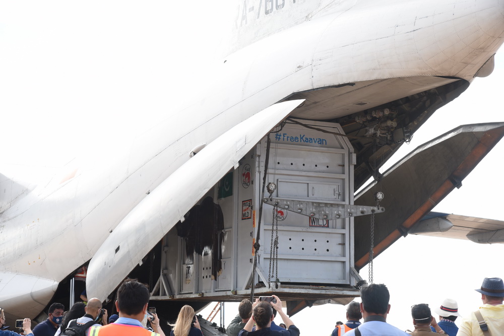 11月30日，装有大象“卡万”的集装箱被运抵柬埔寨暹粒国际机场。新华社发（柬埔寨环境部供图）