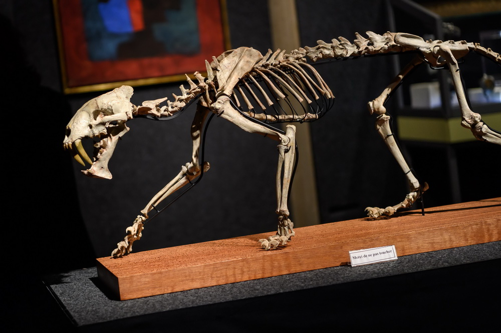 這是12月1日在瑞士日內瓦皮蓋拍賣行拍賣預覽活動上拍攝的劍齒虎骨架化石。