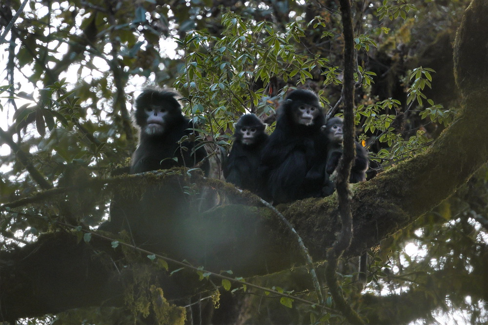 2020年11月21日在高黎貢山國家級自然保護區瀘水段拍攝的怒江金絲猴。