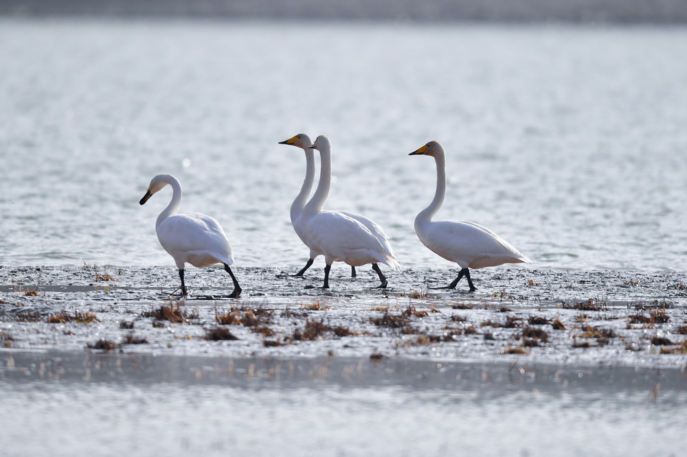 12��2�����ຣʡ�����л�¡���������ػƺӰ����������졣