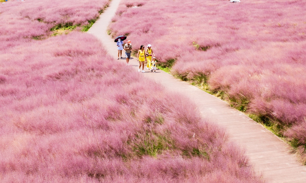 這是貴州省長順縣神泉谷景區內由粉黛亂子草構成的“粉色海洋”（9月2日攝，無人機照片）。新華社記者 陶亮 攝