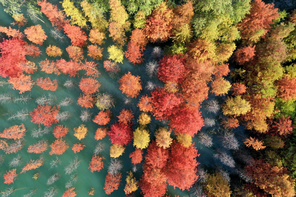 這是在湖北省荊門市漳河水庫拍攝的水杉林（11月2日攝，無人機照片）。新華社發（彭琦 攝）