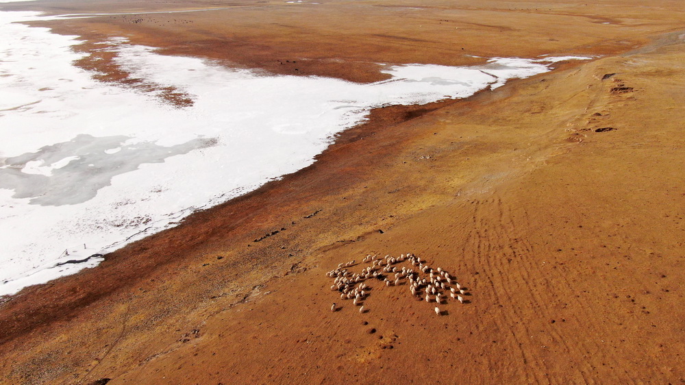 12��17�գ���Ⱥ���ڱ���ѩ���ǵ��ຣ�����ϣ����˻���Ƭ����