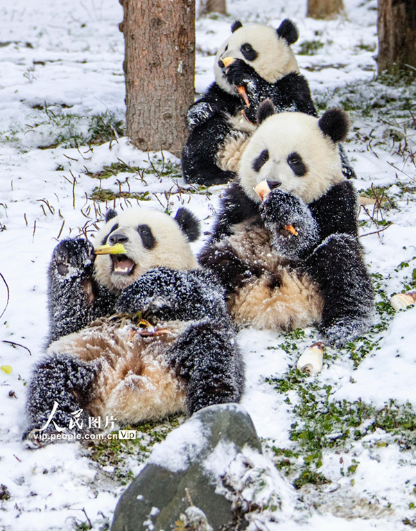 熊猫戏雪 憨态可掬【16】