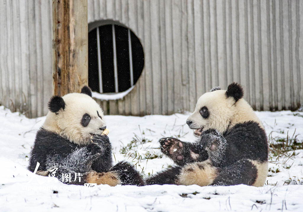 熊猫戏雪憨态可掬14