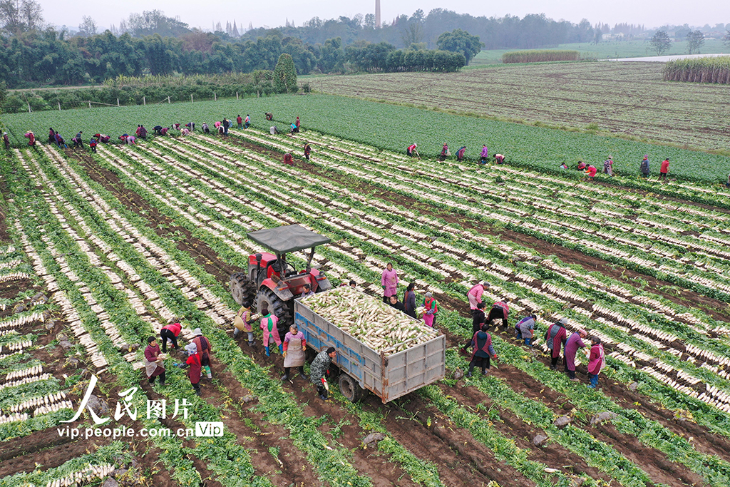 �Ĵ������ܲ�������5��