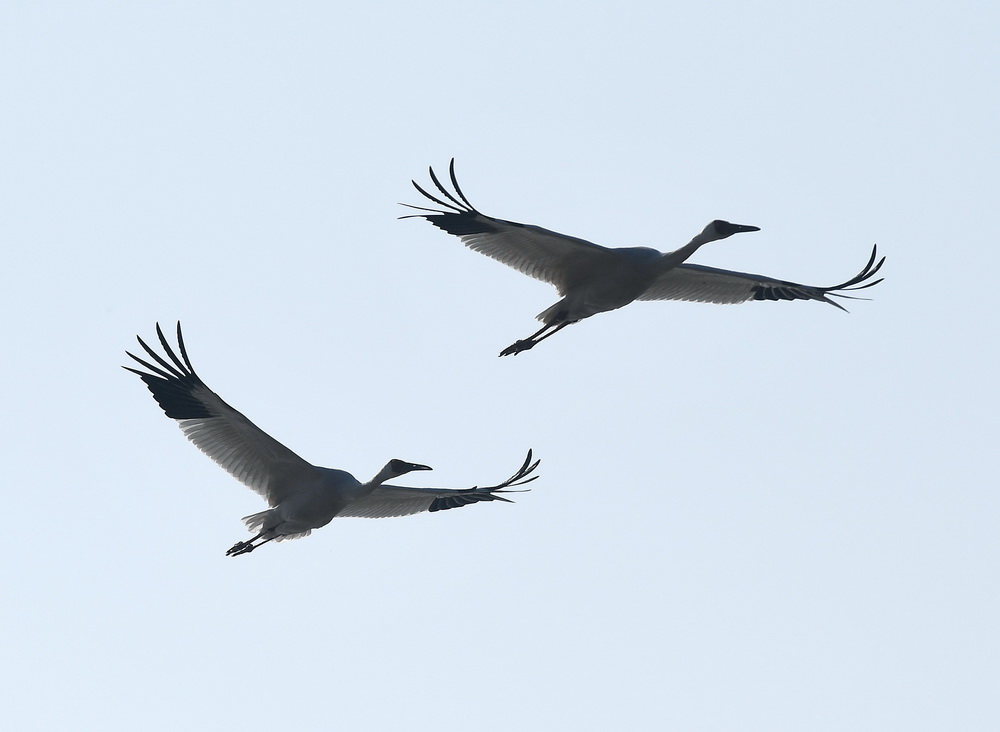 12月21日，白鹤在南昌五星白鹤保护小区上空飞翔。