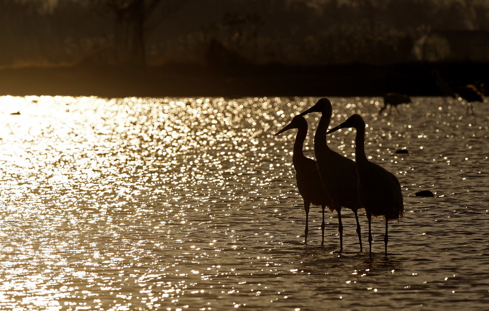 12月21日，白鹤等候鸟在南昌五星白鹤保护小区的湿地中栖息觅食。