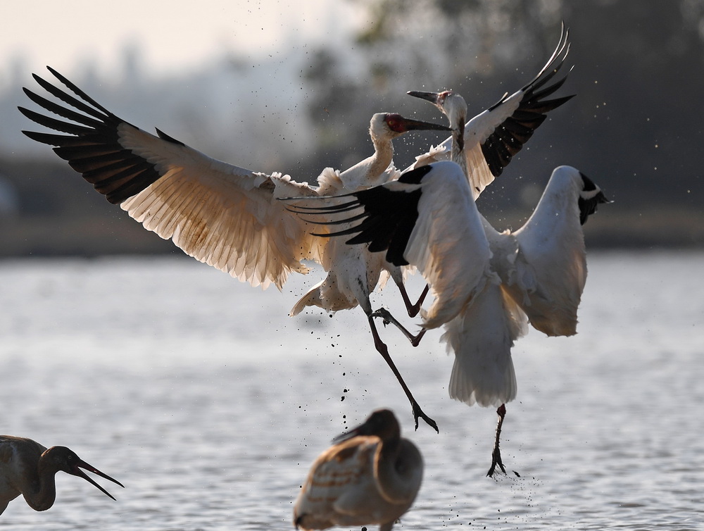 12月21日，白鹤在南昌五星白鹤保护小区的湿地中嬉戏。