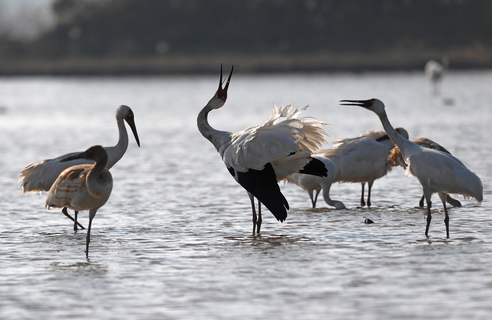 12月21日，白鹤等候鸟在南昌五星白鹤保护小区的湿地中觅食。