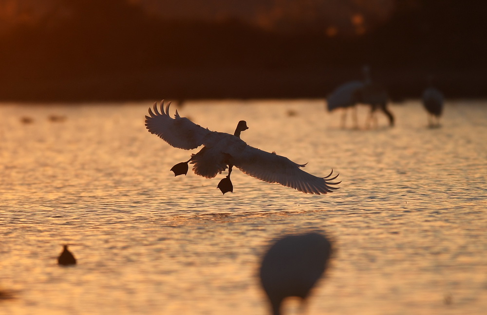 12月21日，天鹅等候鸟在南昌五星白鹤保护小区的湿地中栖息。