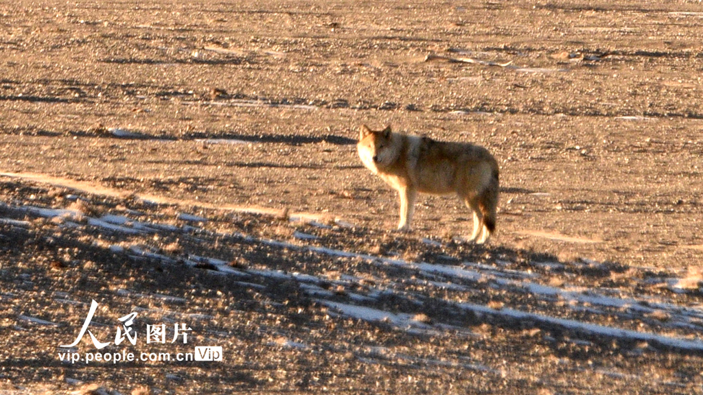 ����ʡ��Ȫ�а������������������ؾ��ڵ�����ɽ��һֻ���ڲ�ԭ��������