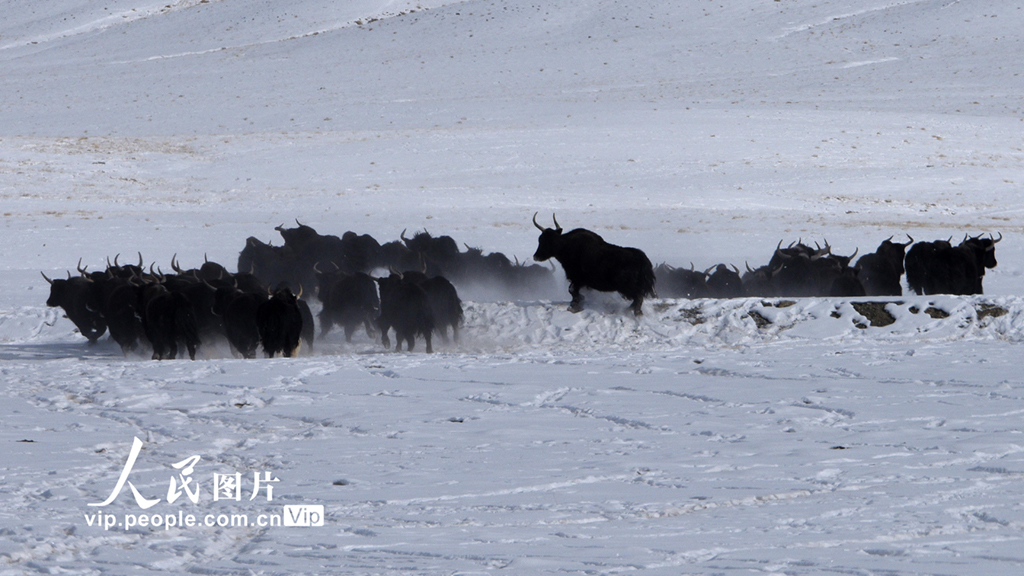 ����ʡ��Ȫ�а������������������ؾ��ڵ�����ɽ��������ѩ��һȺ����һ��Ұ����������Ұ��ţ�ڸ�ɽ�ϻ��