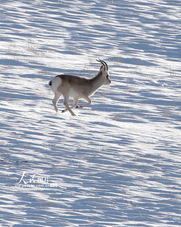 ����ʡ��Ȫ�а������������������ؾ��ڵ�����ɽ��������ѩ��һֻ���Ҷ���Ұ�����������ԭ���ڱ��ܡ�