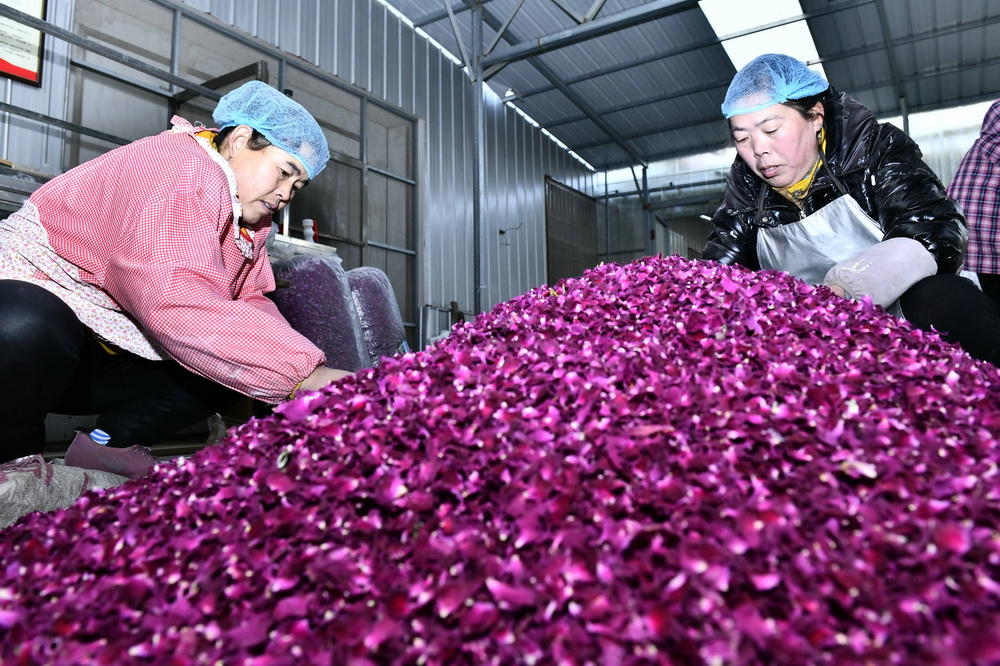 12��23�գ��ں����ж������Ƶ����ׯ���ƶ���䣬������Աɸѡõ�廨��׼����õ�彴��