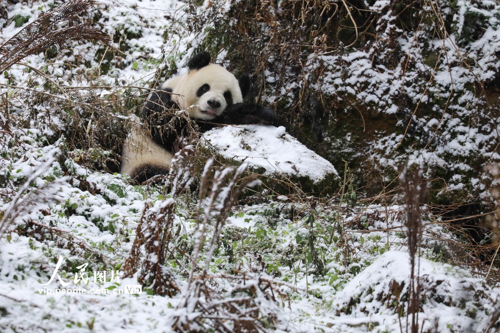 12月29日，一隻大熊貓吃飽喝足，坐在雪地中休息。