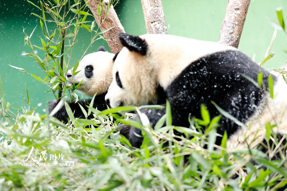 12月29日，一對大熊貓母子正在冒雪採食竹葉。
