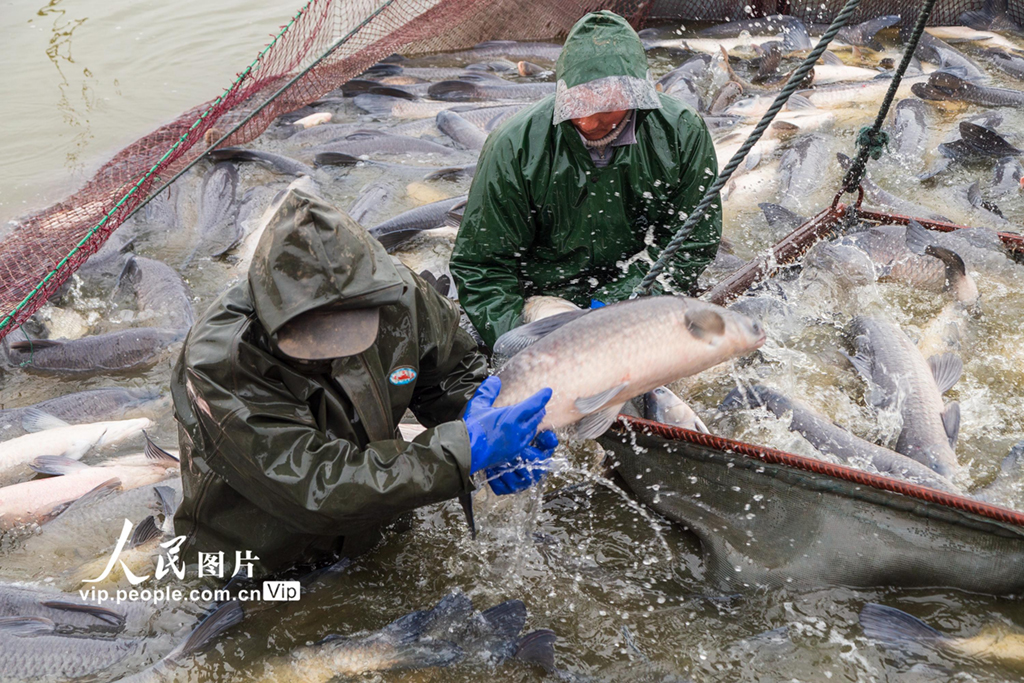 2021年1月3日，江蘇省淮安市洪澤區西順河水產品養殖基地工人在捕撈成魚。