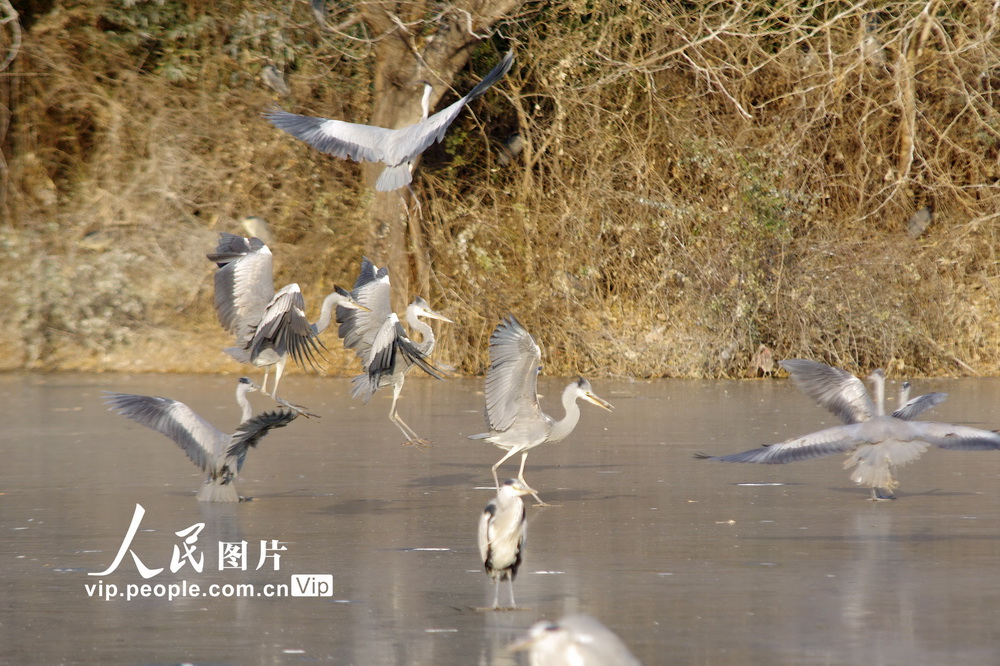 2021年1月5日，一群鷺鳥在冰湖上追逐嬉戲。