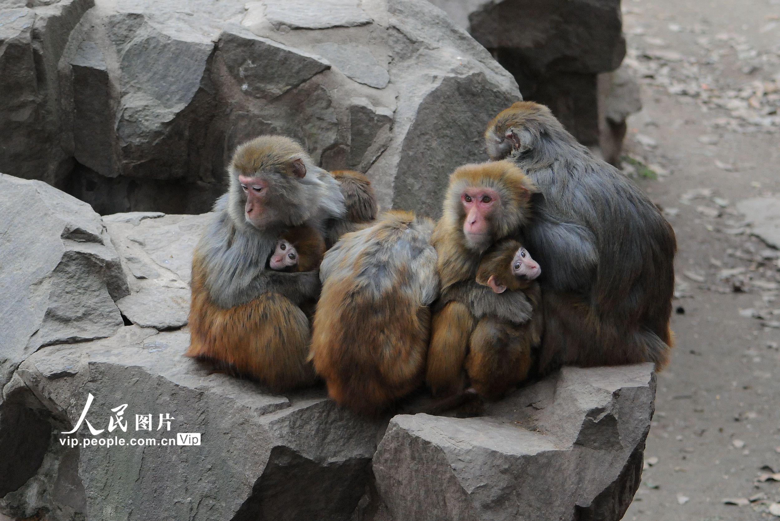杭州強冷空氣來襲 動物抱團取溫“萌態百出”【2】