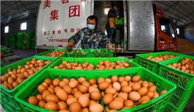 河北遵化：保障禽蛋市場供應