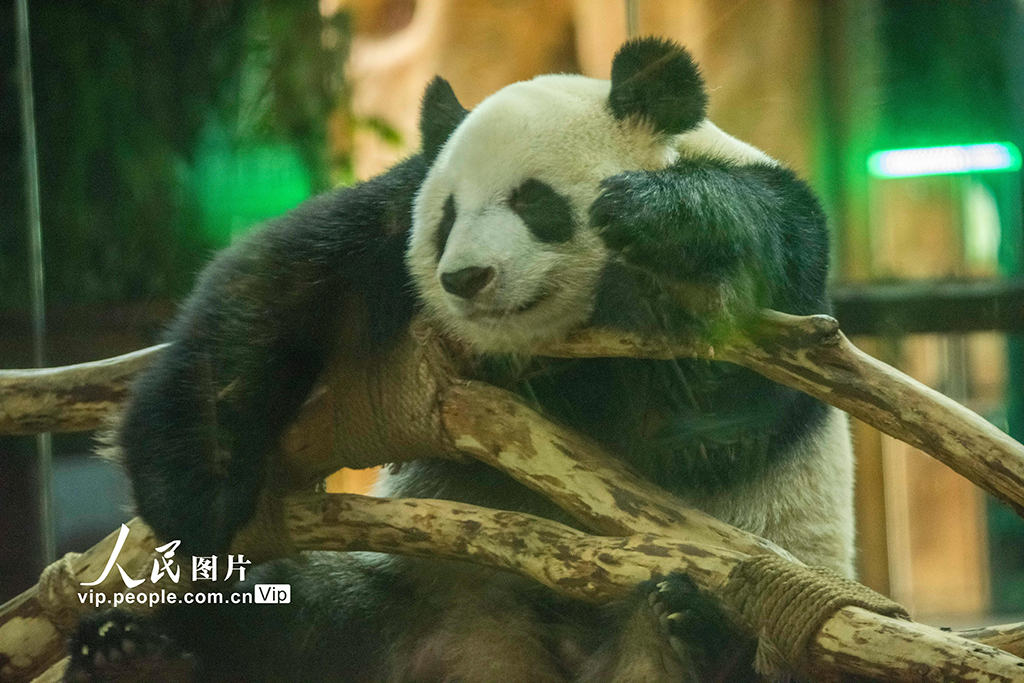 海南海口：大熊猫温暖过冬