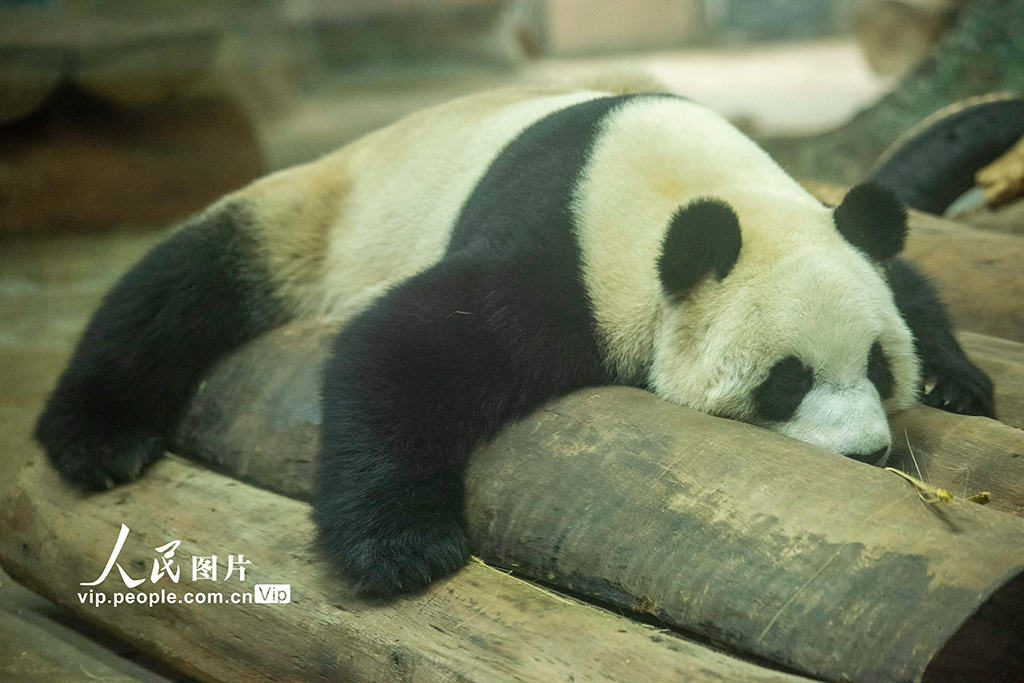海南海口：大熊貓溫暖過冬【2】