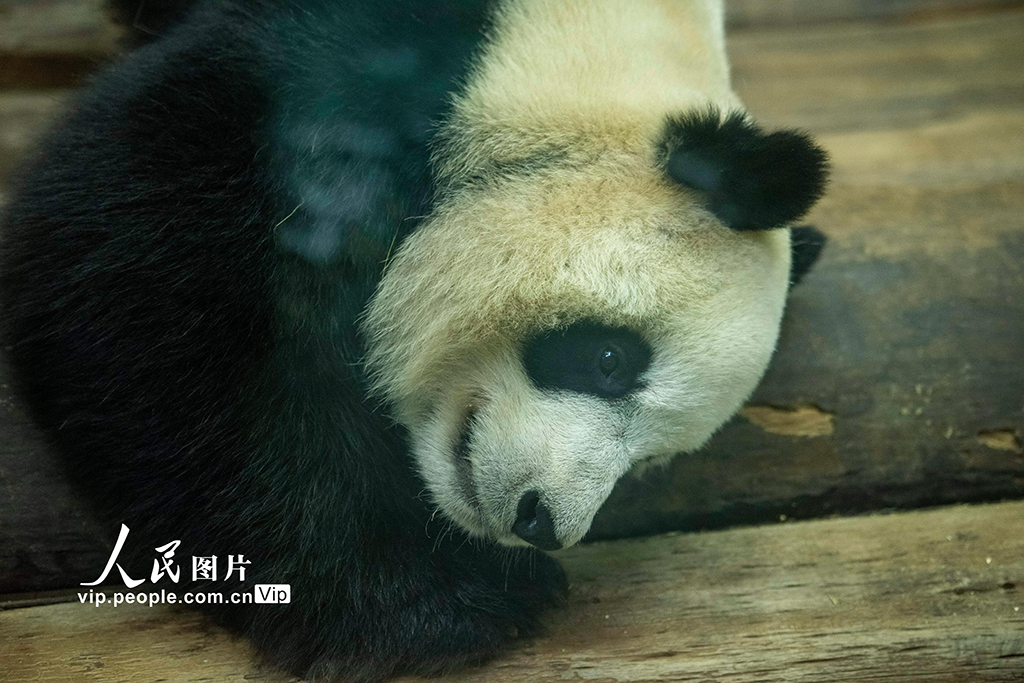 海南海口：大熊貓溫暖過冬【3】