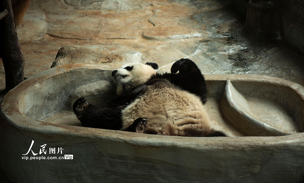 海南海口：大熊貓溫暖過冬【5】