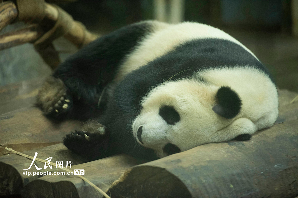 海南海口：大熊貓溫暖過冬【9】