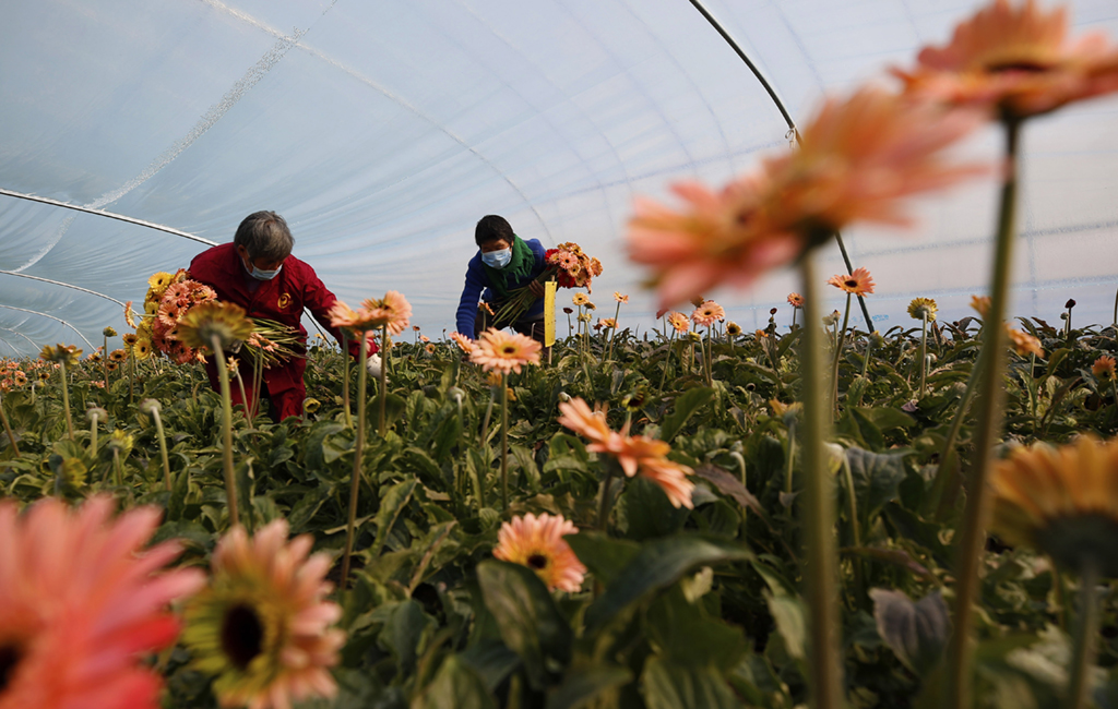 1月10日，泗洪縣界集鎮后鐘窪村村民在花卉大棚裡採收非洲菊。 新華社發（許昌亮 攝）