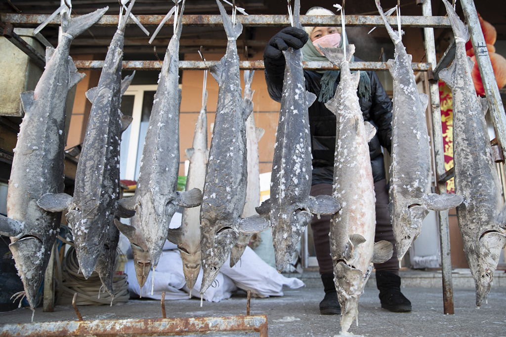 1月9日，在撫遠“東極魚市”內，商戶整理貨架上的凍魚。