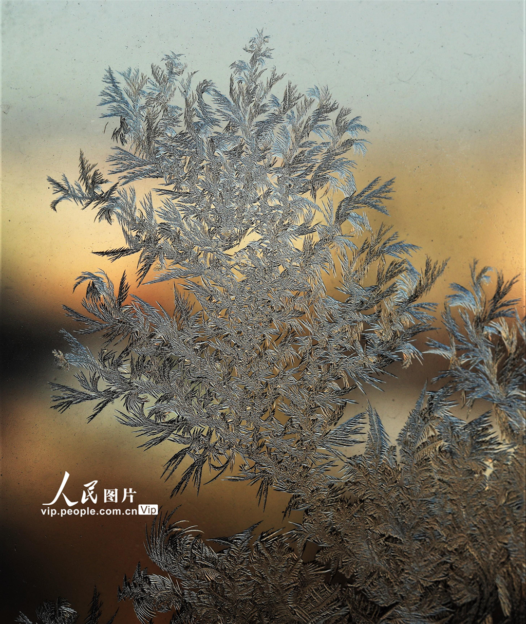 2021年1月11日，在新疆阿勒泰地區富蘊縣拍攝的冰窗花。