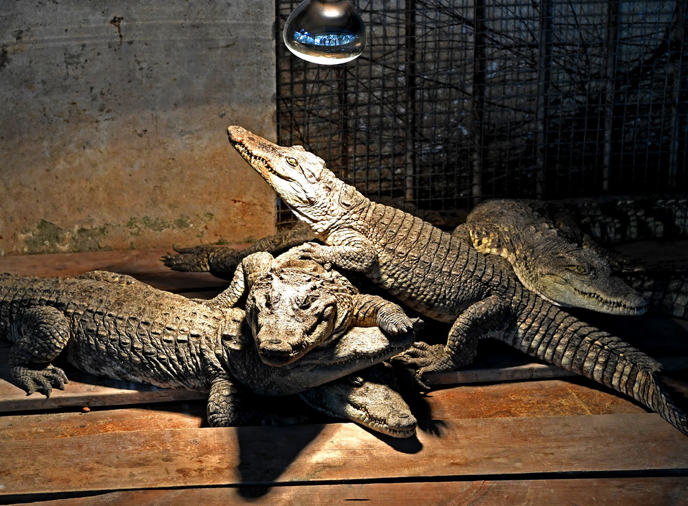 1月12日，南寧市動物園的鱷魚趴在取暖燈下取暖。新華社記者 周華 攝