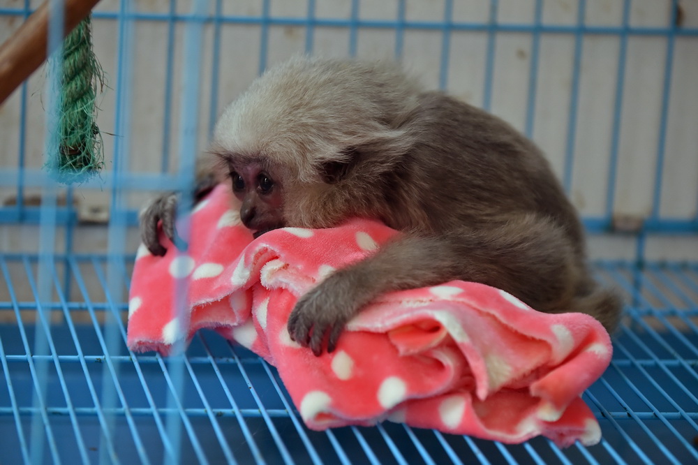 1月12日，南寧市動物園的一隻小戴帽長臂猿用毯子取暖。新華社記者 劉嶺逸 攝