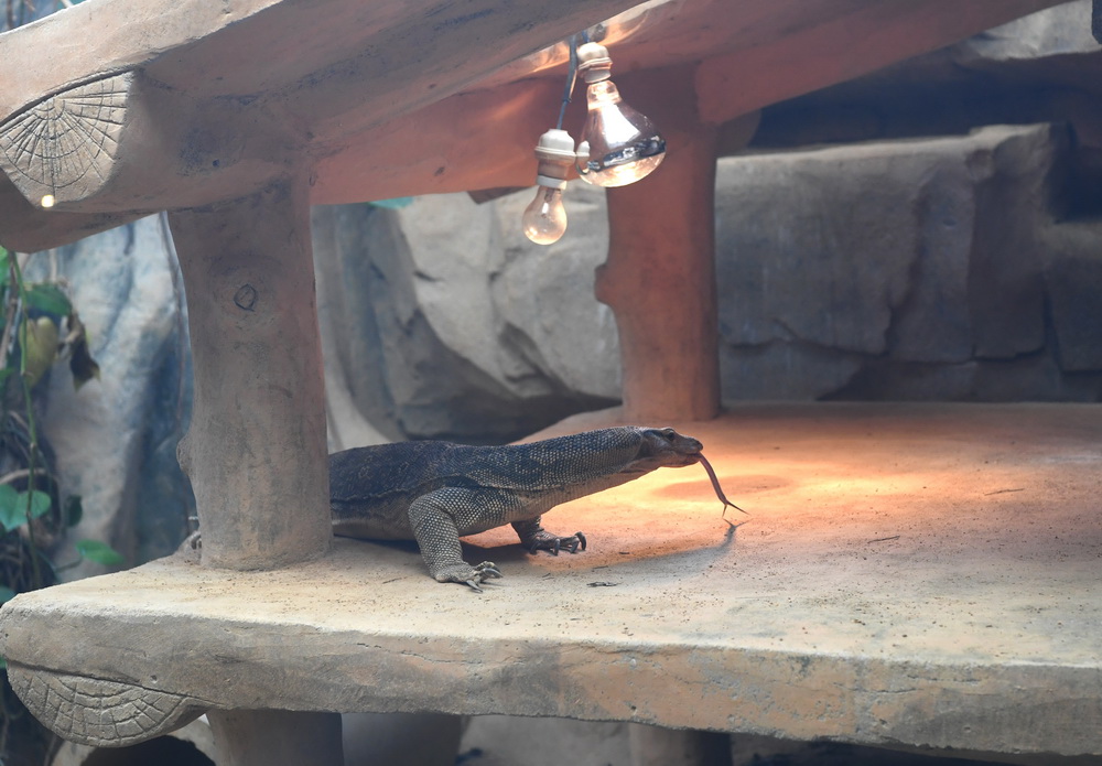 1月12日，南寧市動物園的蜥蜴在燈光下取暖。新華社記者 周華 攝