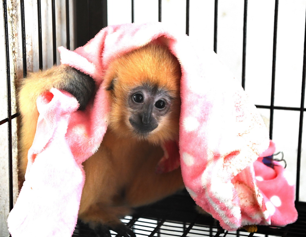 1月12日，南寧市動物園的一隻小白頰長臂猿用毯子取暖。新華社記者 周華 攝
