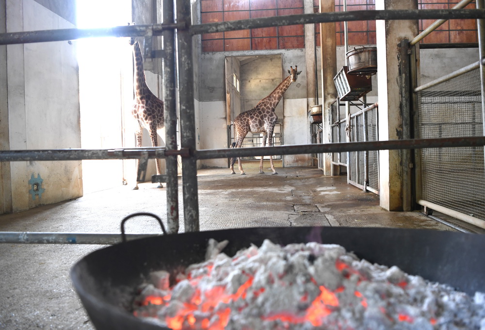 1月12日，南寧市動物園給長頸鹿飼養室裡增加炭火盆，以保証它們溫暖越冬。新華社記者 周華 攝