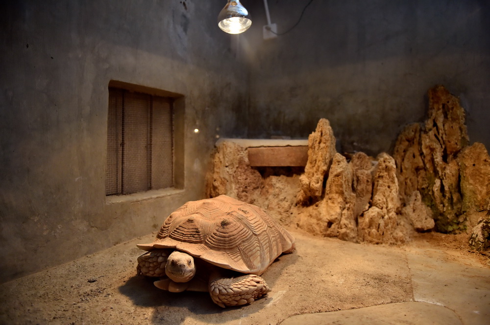 1月12日，南寧市動物園的一隻蘇卡達陸龜在燈光下取暖。新華社記者 劉嶺逸 攝
