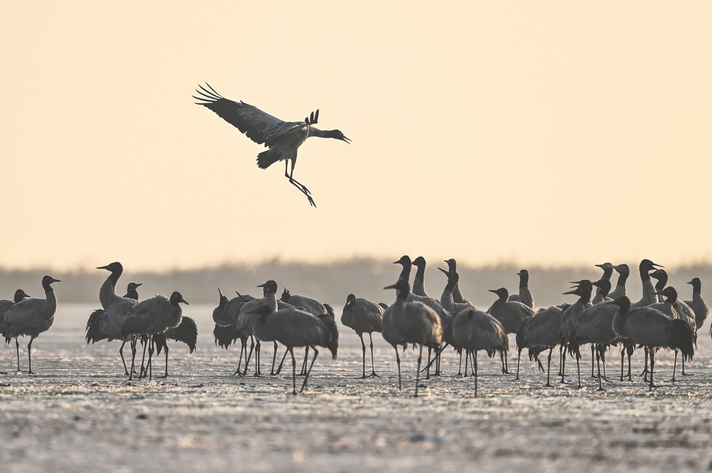 1月13日在貴州草海國家級自然保護區拍攝的黑頸鶴。