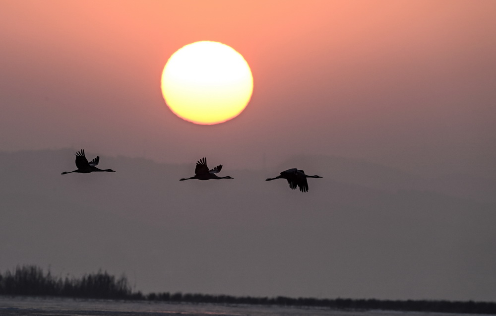 1月13日，黑頸鶴在貴州草海國家級自然保護區飛翔。