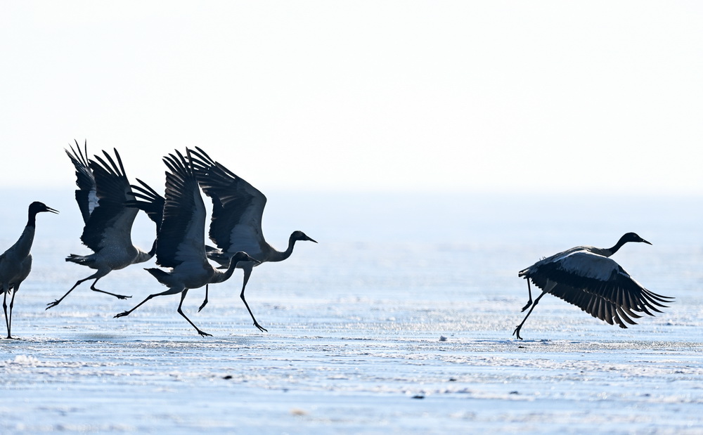 1月13日，黑頸鶴在貴州草海國家級自然保護區的冰面准備起飛。