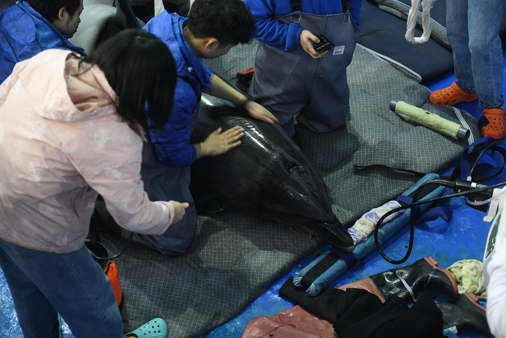 圖片故事：救治海豚“小酷”
