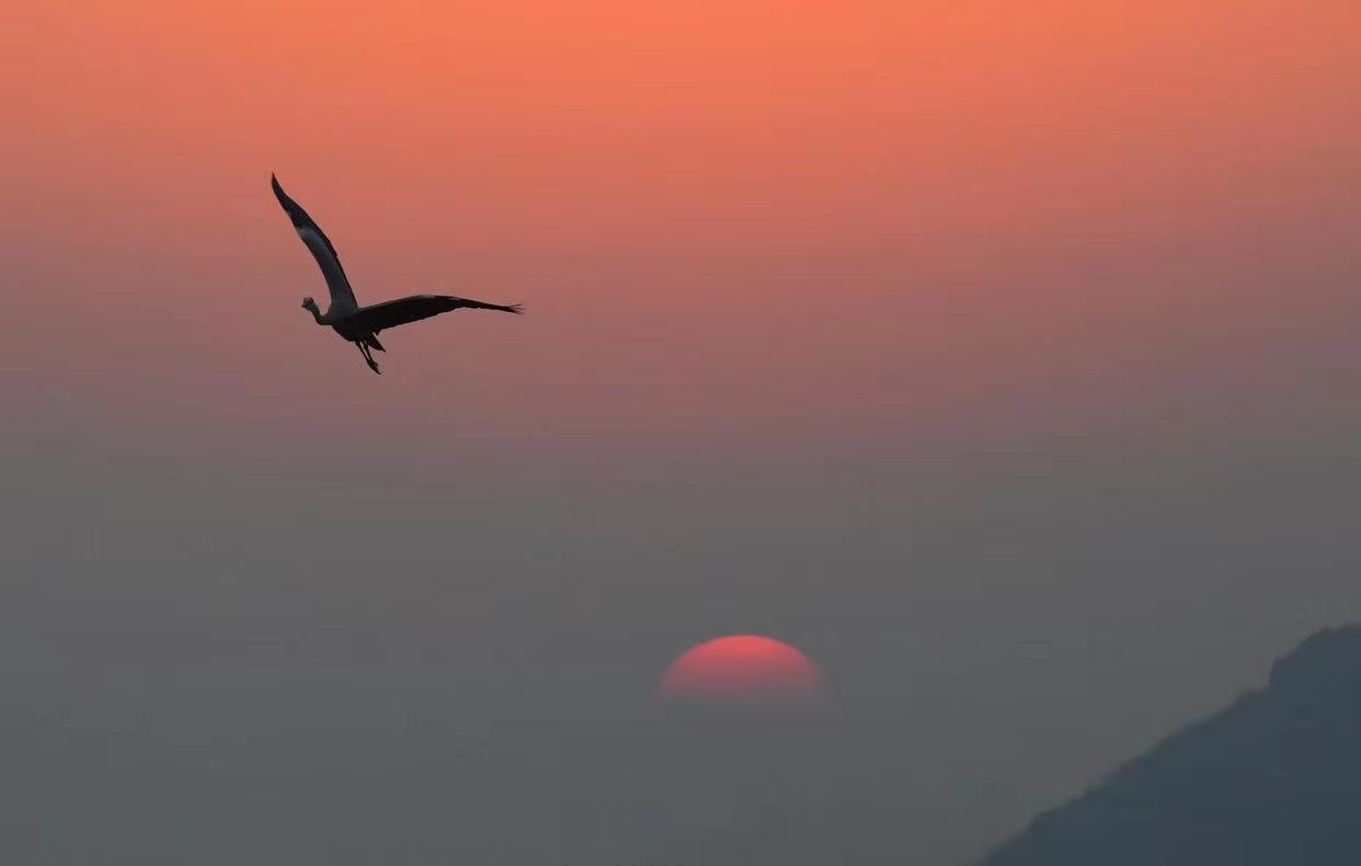 夕陽下，蒼鷺從江西省都昌縣蘇山鄉達子咀村上空飛過（1月13日攝）。